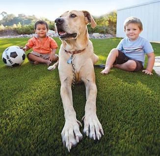 Pet Friendly Synthetic Turf