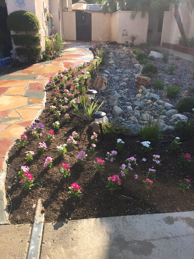 Front yard landscape design. Flagstone walkway. Dry riverbed.